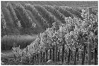 Wine grape vines in vineyard in fall. Napa Valley, California, USA ( black and white)