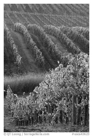 Golden fall colors on grape vines. Napa Valley, California, USA (black and white)