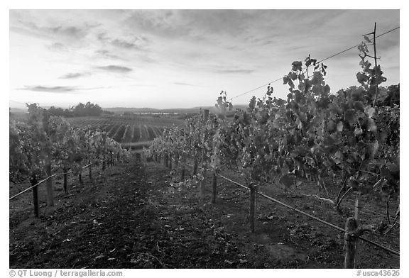 Autumn Sunset over vineyard. Napa Valley, California, USA