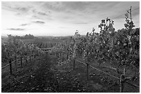 Autumn Sunset over vineyard. Napa Valley, California, USA (black and white)