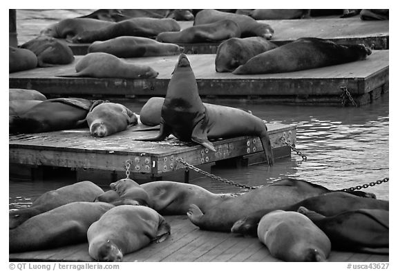 California Sea lions, pier 39, Fishermans wharf. San Francisco, California, USA (black and white)