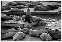 California Sea lions, pier 39, Fishermans wharf. San Francisco, California, USA ( black and white)