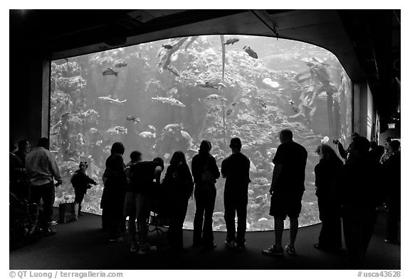 Tourists in front of large tank, Steinhart Aquarium, California Academy of Sciences. San Francisco, California, USA (black and white)