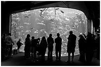 Tourists in front of large tank, Steinhart Aquarium, California Academy of Sciences. San Francisco, California, USA ( black and white)