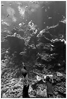 Children in front of Coral Reef tank, Steinhart Aquarium, California Academy of Sciences. San Francisco, California, USA<p>terragalleria.com is not affiliated with the California Academy of Sciences</p> (black and white)