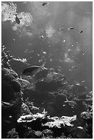 Philippine Coral Reef exhibit, Steinhart Aquarium, California Academy of Sciences. San Francisco, California, USA ( black and white)