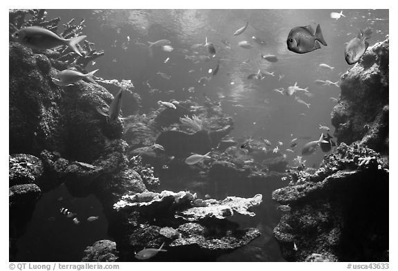Tropical fish, Philippine Coral Reef exhibit, Steinhart Aquarium, California Academy of Sciences. San Francisco, California, USA (black and white)