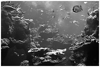 Tropical fish, Philippine Coral Reef exhibit, Steinhart Aquarium, California Academy of Sciences. San Francisco, California, USA ( black and white)