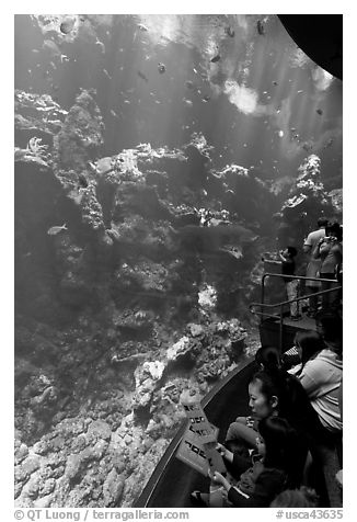 Families look at the large  Philippine Coral Reef tank, California Academy of Sciences. San Francisco, California, USA<p>terragalleria.com is not affiliated with the California Academy of Sciences</p>