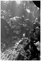 Families look at the large  Philippine Coral Reef tank, California Academy of Sciences. San Francisco, California, USA ( black and white)