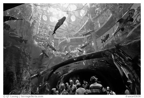 Tourists gaze upwards at flooded Amazon forest and huge catfish, California Academy of Sciences. San Francisco, California, USA<p>terragalleria.com is not affiliated with the California Academy of Sciences</p>