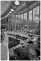 Tourists look at rays on surface of coral reef tank , California Academy of Sciences. San Francisco, California, USA ( black and white)