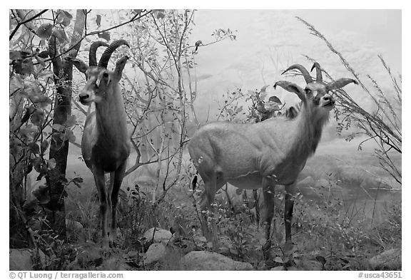 Diorama, African Hall, Kimball Natural History Museum, California Academy of Sciences. San Francisco, California, USA (black and white)