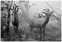 Diorama, African Hall, Kimball Natural History Museum, California Academy of Sciences. San Francisco, California, USA<p>terragalleria.com is not affiliated with the California Academy of Sciences</p> (black and white)