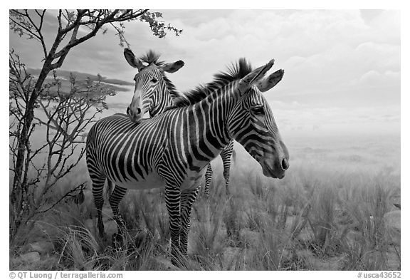 Zebras in savanah landscape,  Kimball Natural History Museum, California Academy of Sciences. San Francisco, California, USA (black and white)
