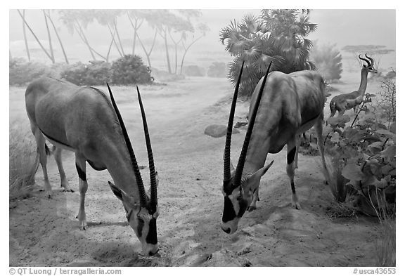 Antelopes diorama, Kimball Natural History Museum, California Academy of Sciences. San Francisco, California, USA<p>terragalleria.com is not affiliated with the California Academy of Sciences</p>