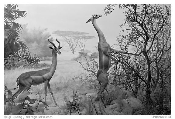 Gazelles diorama, Kimball Natural History Museum, California Academy of Sciences. San Francisco, California, USA (black and white)
