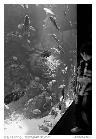 Children looking at colorful fish in tank, California Academy of Sciences. San Francisco, California, USA (black and white)