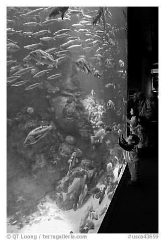 School of fish and children, Steinhart Aquarium, California Academy of Sciences. San Francisco, California, USA<p>terragalleria.com is not affiliated with the California Academy of Sciences</p>