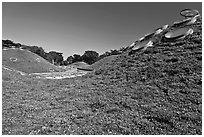 Living roof, California Academy of Sciences. San Francisco, California, USA<p>terragalleria.com is not affiliated with the California Academy of Sciences</p> (black and white)