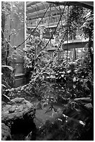 Inside rainforest dome, with flooded forest below, California Academy of Sciences. San Francisco, California, USA ( black and white)