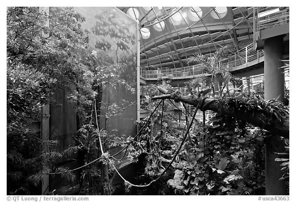 Four-story Rainforest exhibit, California Academy of Sciences. San Francisco, California, USA (black and white)