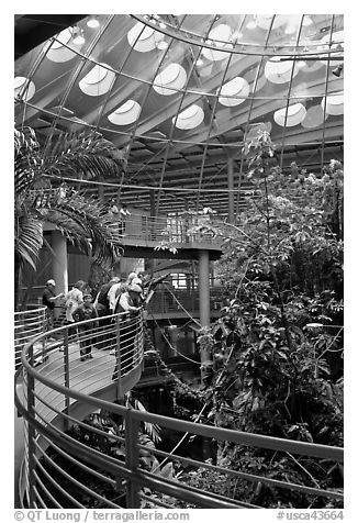 Tourists on spiraling path look at rainforest canopy, California Academy of Sciences. San Francisco, California, USA<p>terragalleria.com is not affiliated with the California Academy of Sciences</p>