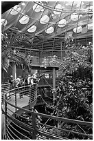 Tourists on spiraling path look at rainforest canopy, California Academy of Sciences. San Francisco, California, USA ( black and white)