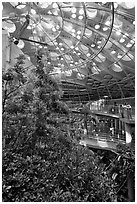 Domed rainforest, California Academy of Sciences. San Francisco, California, USA ( black and white)