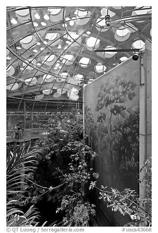 Rainforest canopy and dome, California Academy of Sciences. San Francisco, California, USA (black and white)