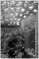 Rainforest canopy and dome, California Academy of Sciences. San Francisco, California, USA<p>terragalleria.com is not affiliated with the California Academy of Sciences</p> (black and white)