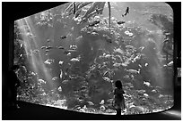 Girl looks at Northern California Aquarium, California Academy of Sciences. San Francisco, California, USA ( black and white)