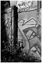 Flowers and painted wall, Mission District. San Francisco, California, USA ( black and white)