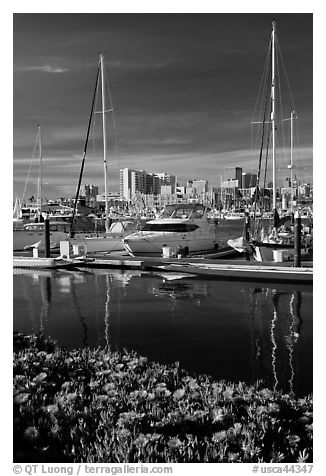 Flowers, Oakland skyline, and Alameda marina. Oakland, California, USA (black and white)