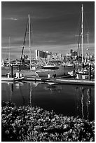 Flowers, Oakland skyline, and Alameda marina. Oakland, California, USA ( black and white)