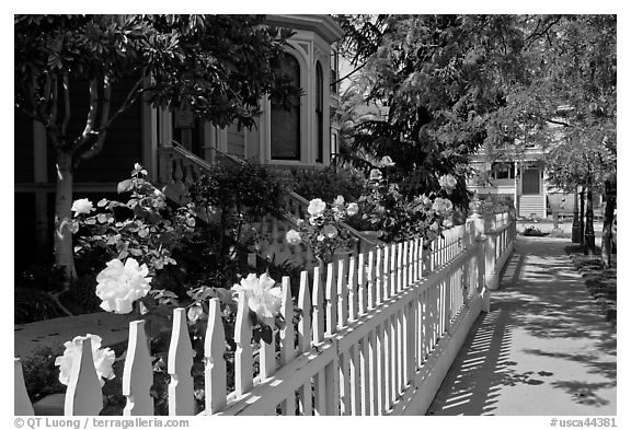 White picket fence and roses in Preservation Park. Oakland, California, USA (black and white)