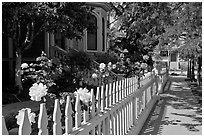 White picket fence and roses in Preservation Park. Oakland, California, USA (black and white)