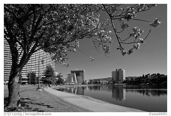 Tree in bloom on the shore of Lake Merritt. Oakland, California, USA