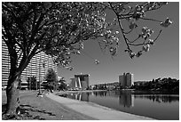 Tree in bloom on the shore of Lake Merritt. Oakland, California, USA (black and white)