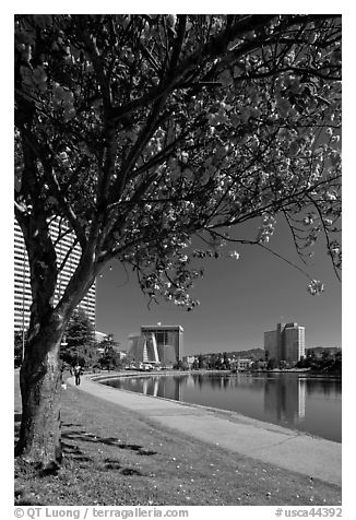 Lake Merritt in the spring with  Pink Flowering Almond. Oakland, California, USA