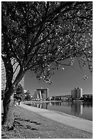 Lake Merritt in the spring with  Pink Flowering Almond. Oakland, California, USA ( black and white)