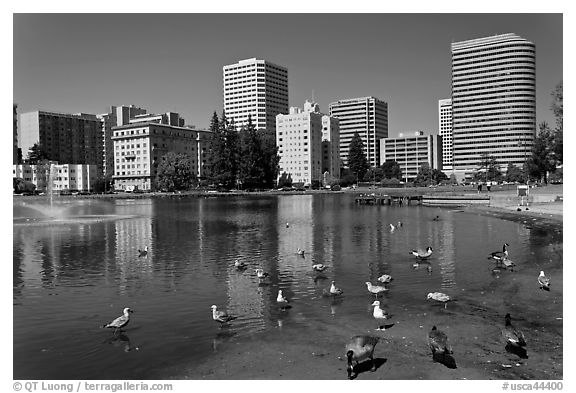 Ducks in Lake Merritt, a large tidal lagoon. Oakland, California, USA