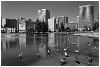 Ducks in Lake Merritt, a large tidal lagoon. Oakland, California, USA (black and white)