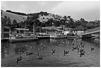 Ducks, marina, and hills Lake Chabot, Castro Valley. Oakland, California, USA (black and white)