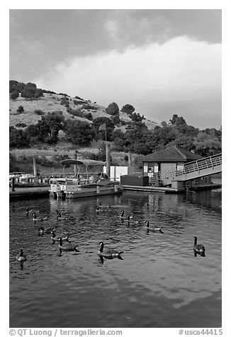 Ducks and marina at sunset, Lake Chabot Regional Park. Oakland, California, USA