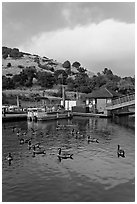 Ducks and marina at sunset, Lake Chabot Regional Park. Oakland, California, USA (black and white)