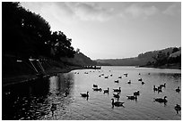 Large flock of ducks at sunset, Lake Chabot, Castro Valley. Oakland, California, USA (black and white)