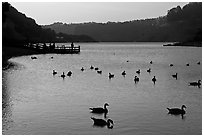 Ducks and pier at sunset, Lake Chabot, Castro Valley. Oakland, California, USA (black and white)
