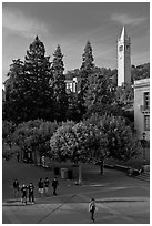 Campus of University of Berkeley with Campanile. Berkeley, California, USA (black and white)