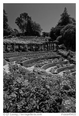 Berkeley Rose Garden. Berkeley, California, USA (black and white)